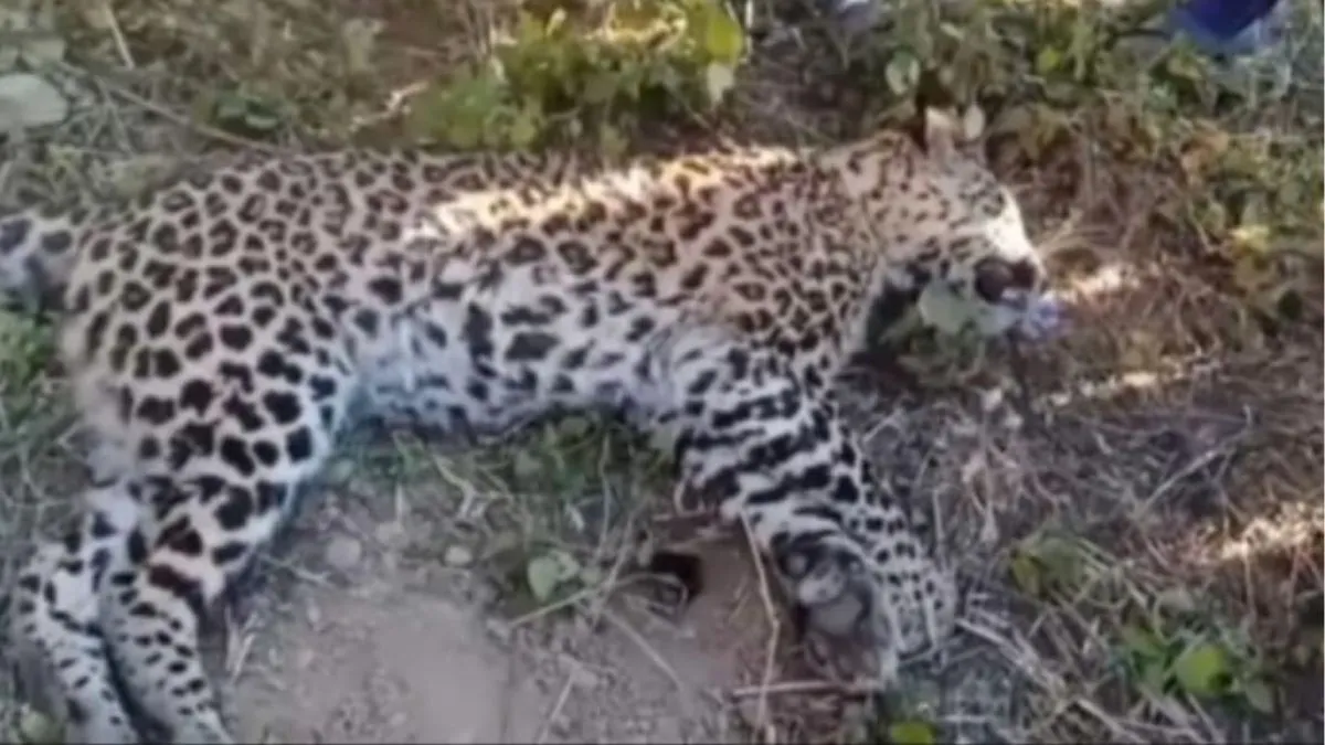 Dead Body Of A Female Guldar Found In Barakot, Champawat, Villagers Informed The Forest Department; Created A Stir