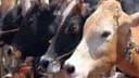 New Cow Protection Centers Will Be Built In 16 Districts Of UP: Government Released Rs 56.04 Crore, Destitute Cows Will Get Relief