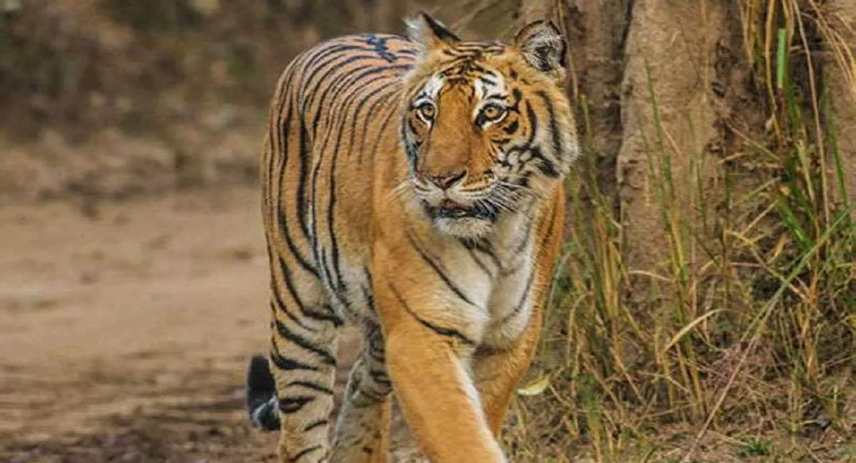 Rehabilitation Of Tigers Of Sohgibarwa, Efforts To Stop Human-wildlife Conflict Started