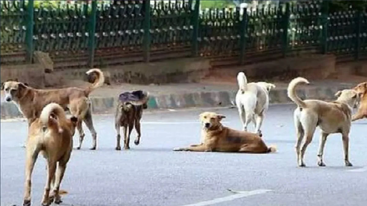 Along With Teaching, School Teachers Will Also Keep An Eye On Stray Dogs, Unique Government Order In Chhattisgarh
