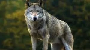 The Sixth Wolf Was Also Shot By The Shooters In Bahraich, 11 People Were Made Victims In Three Months.